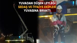 Yuvadan Düşen Leyleği Yuvasına Bıraktılar