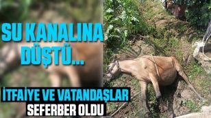 Su Kanalına Düşen At'ı İtfaiye Kurtardı