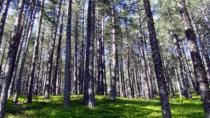 Sakarya'da genelinde ormanlara giriş yasaklandı
